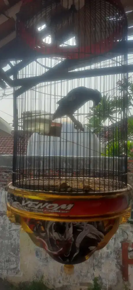 Jalak kebo jantan rawatan 150 nego