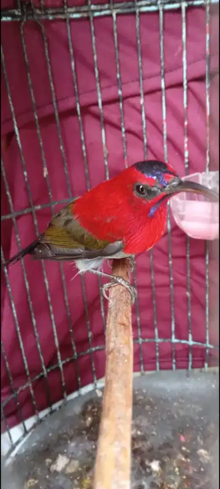 Burung cantik madu