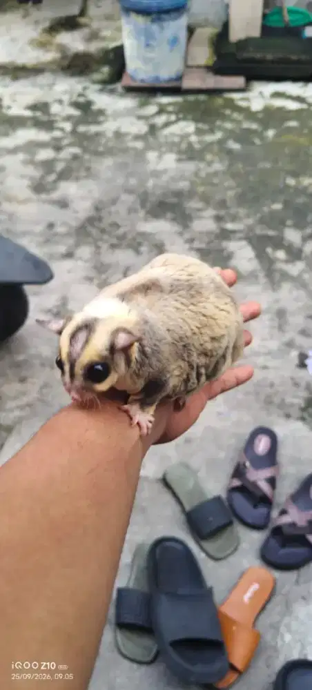 Sugar glider mozaik obes