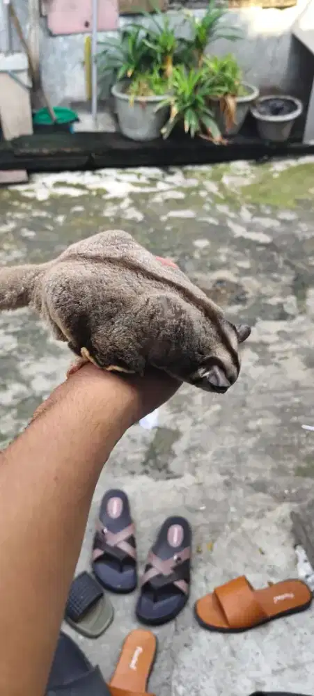 Sugar glider classic grey obes