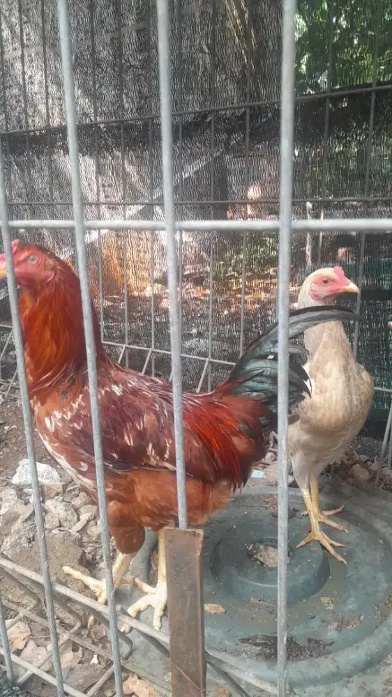 Sepasang biang ayam kampung turunan bangkok