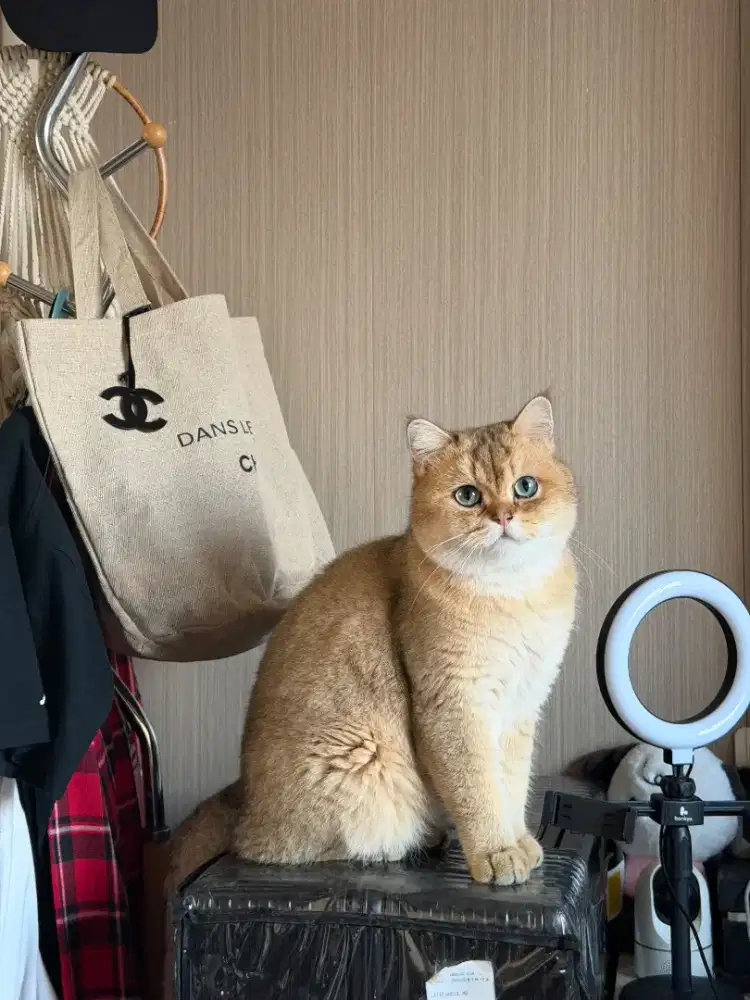 Kucing golden jantan steril