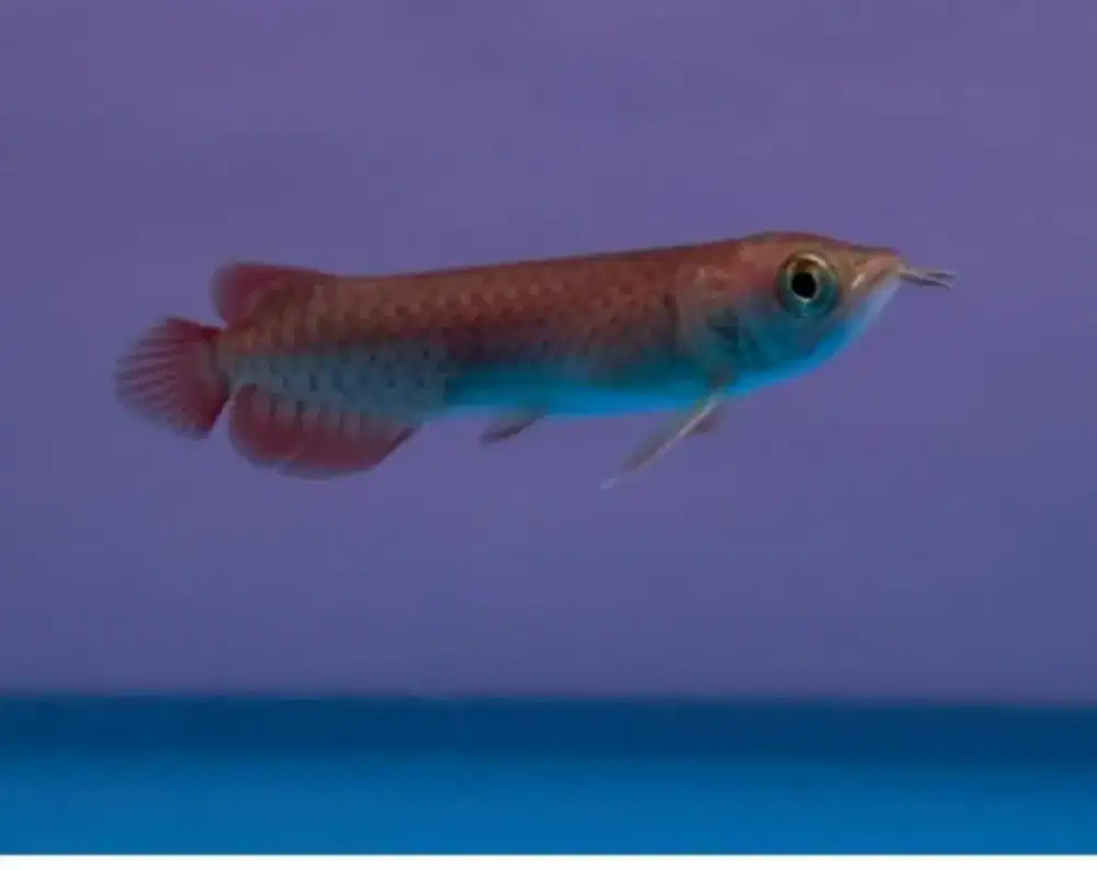 Arwana super red sz 8_10cm