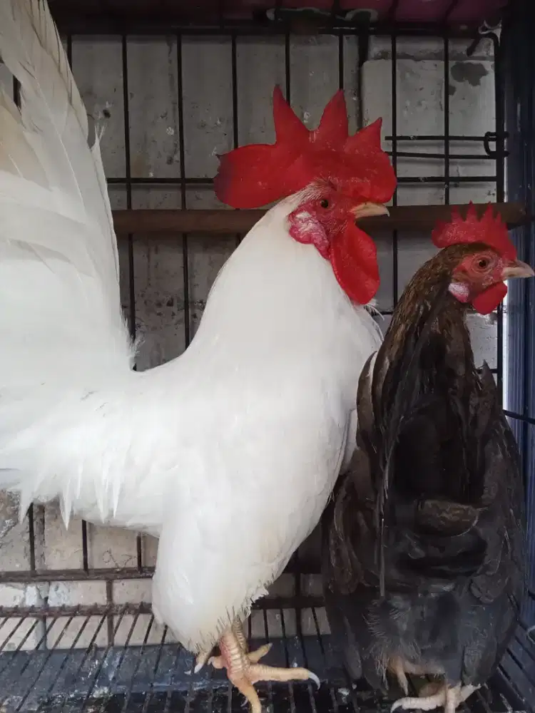 ayam kate sepasang