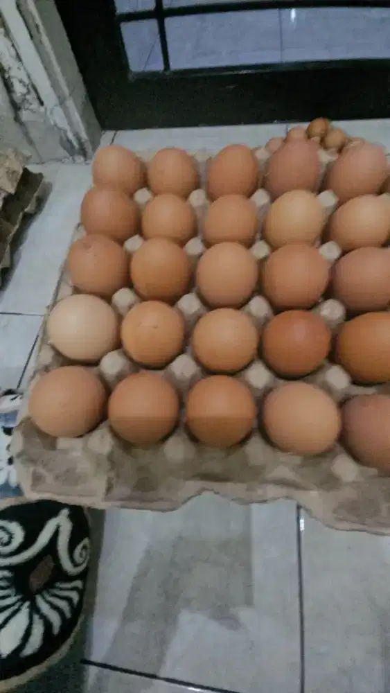 Ayam petelur sehat dan produktif