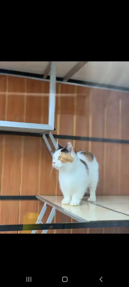 Bsh munchkin betina calico