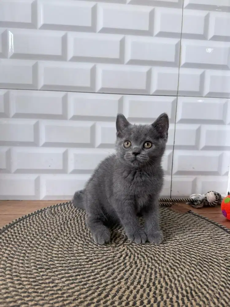 British Shorthair Blue -boy~