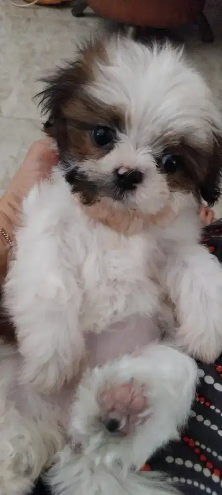 Anjing shitzu betina 2 bulan
