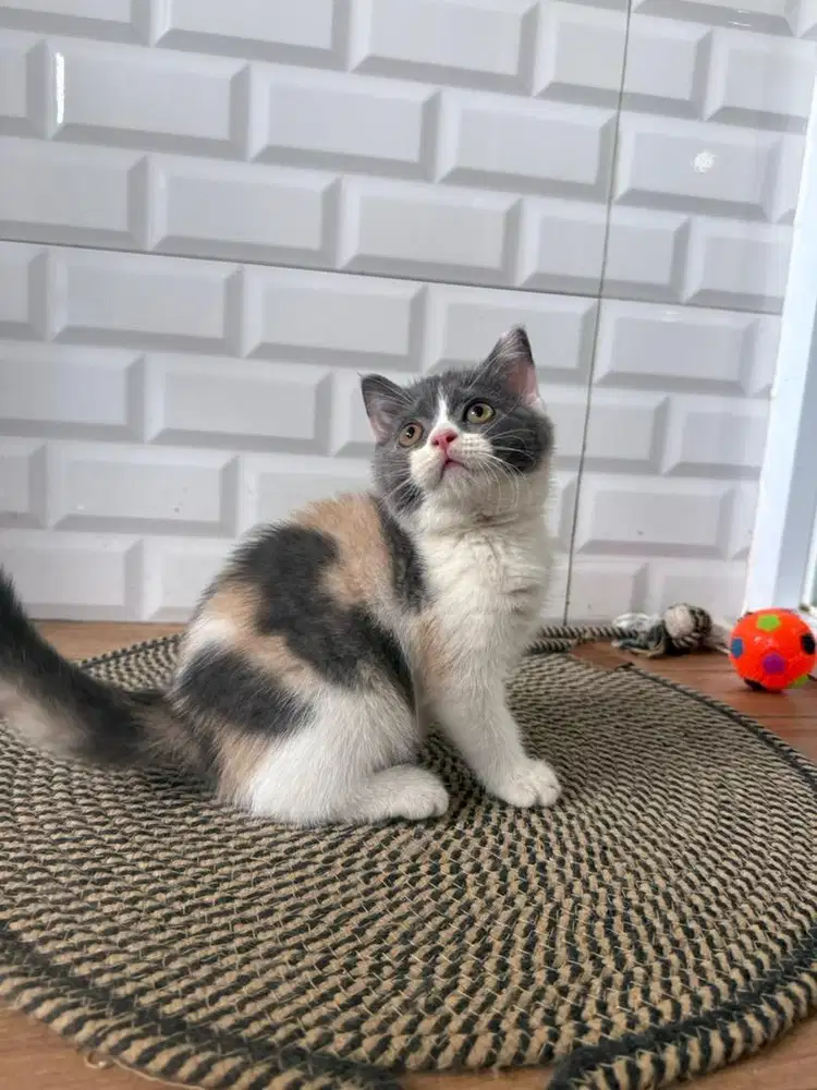 British Shorthair Dilute Calico -girl-