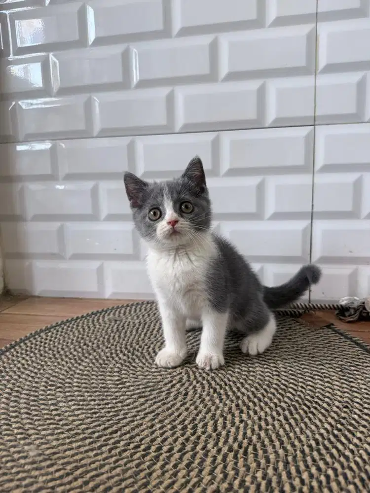 Bristish Shorthair Bicolor Blue -boy-