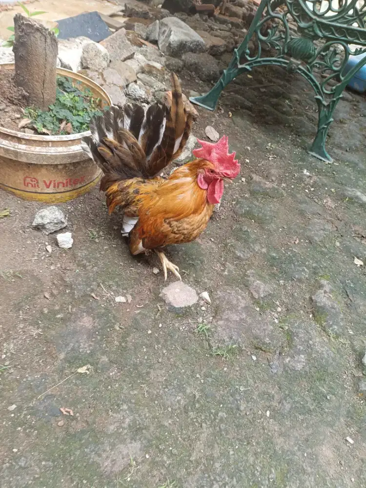 Dijual ayam kate kaki pendek
