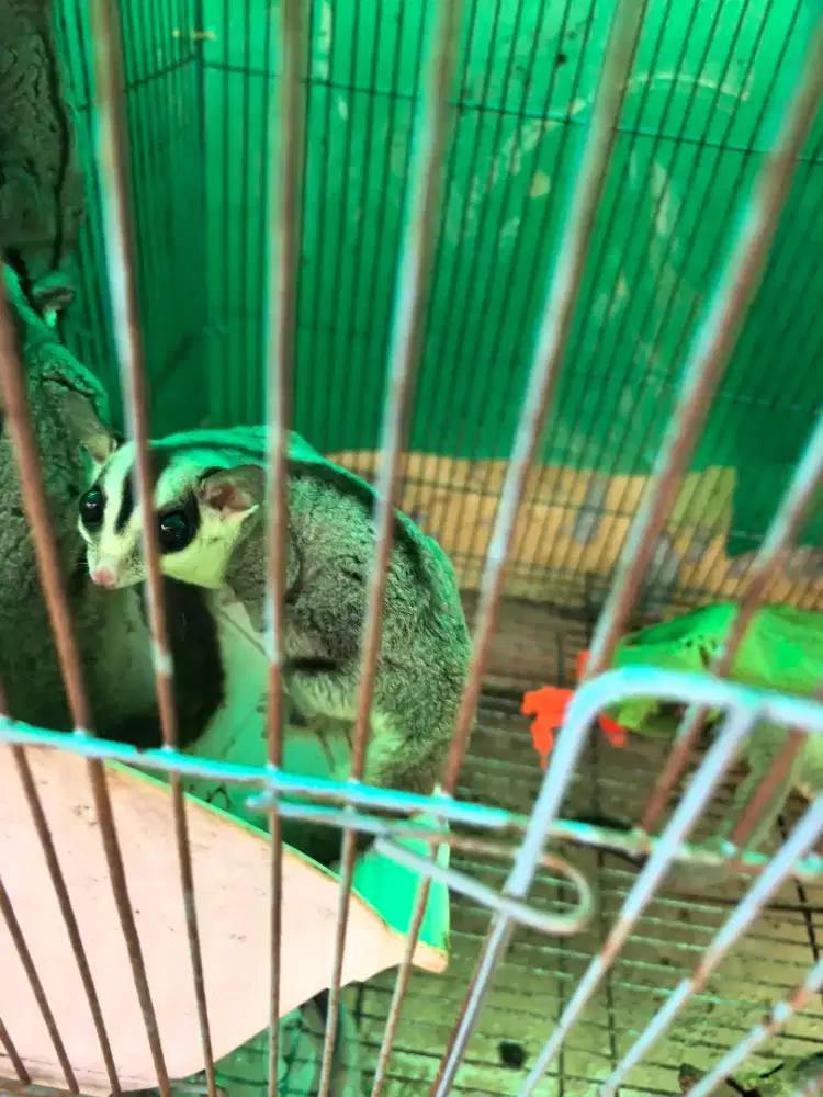 Sugar glider clasic