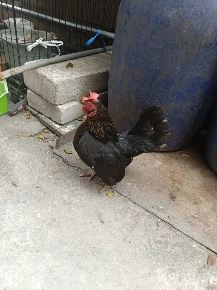 Dijual babon ayam kate kaki pendek