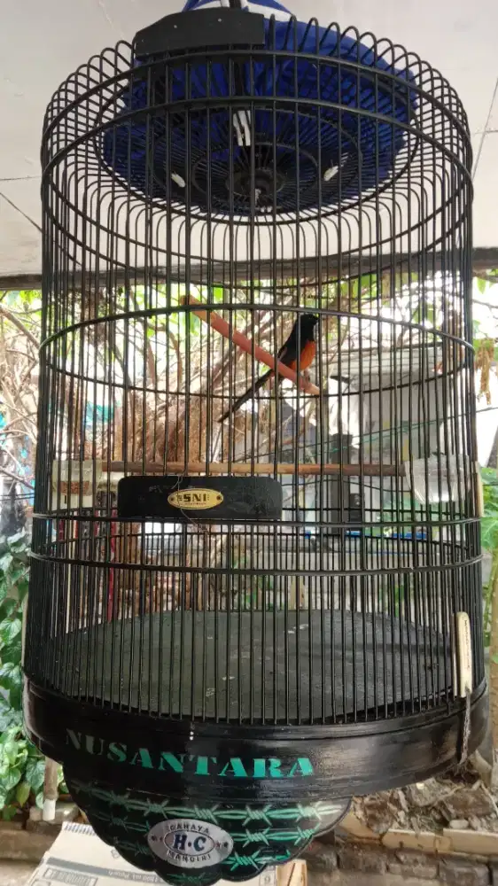 Jual murai batu gacor fullset