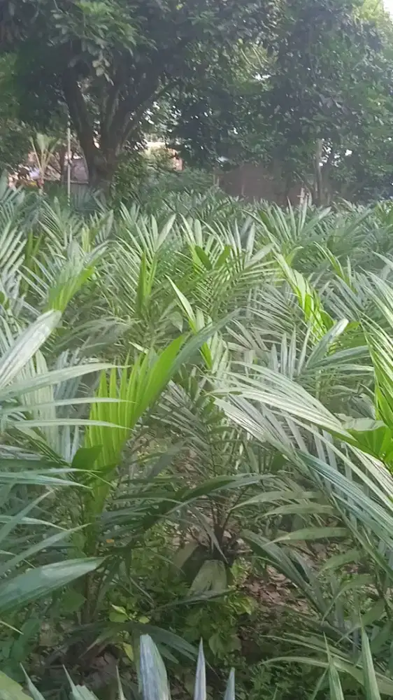 Menjual bibit sawit unggul varietas yangambi usia 13 bulan.