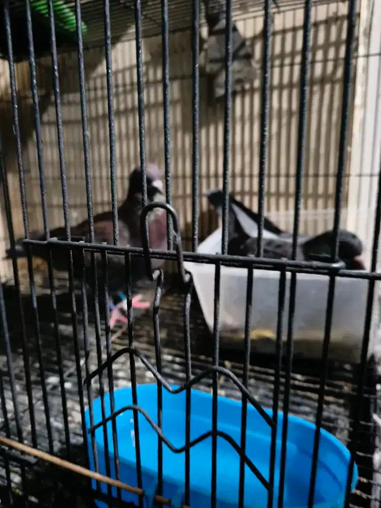 Burung Dara sepasang