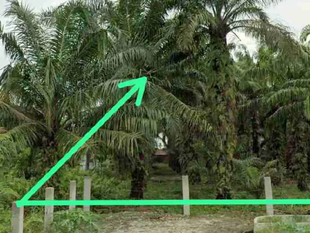 Dijual Tanah di Jl Taman Karya kec Tuah Karya