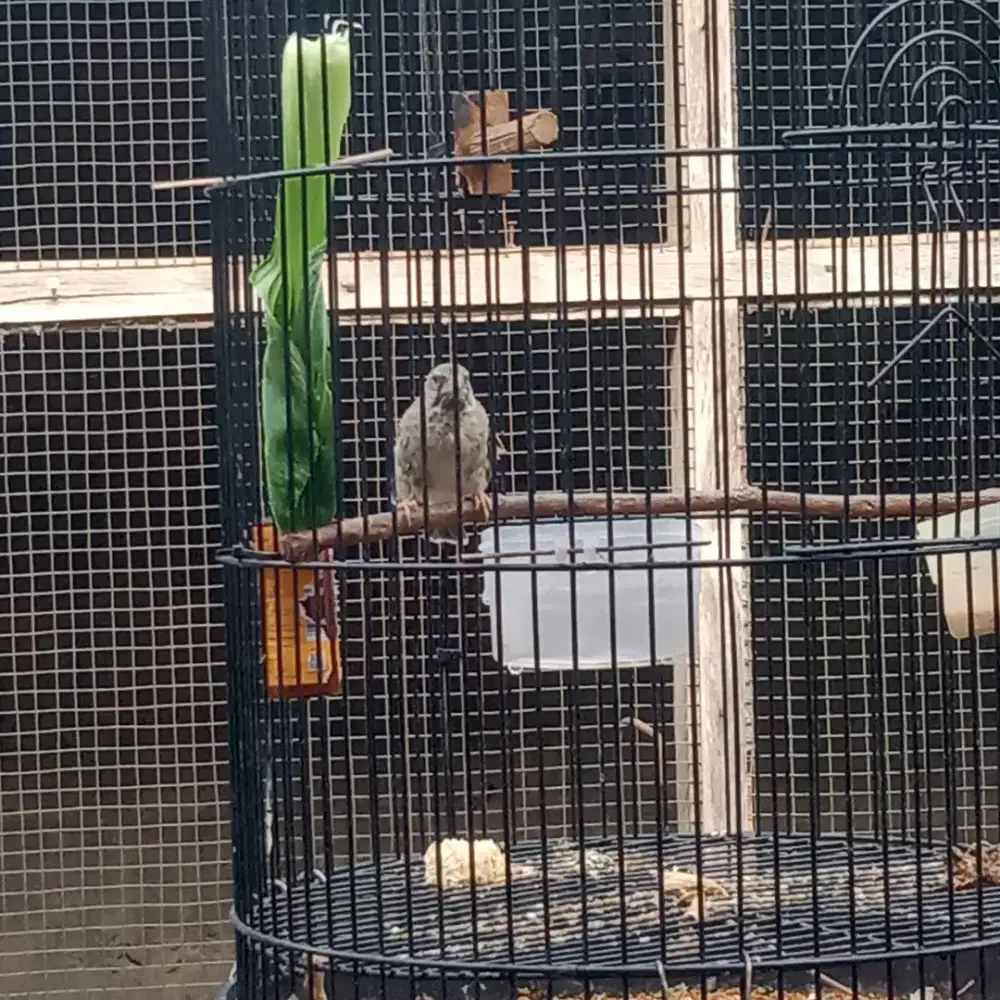 Burung.blxkseng