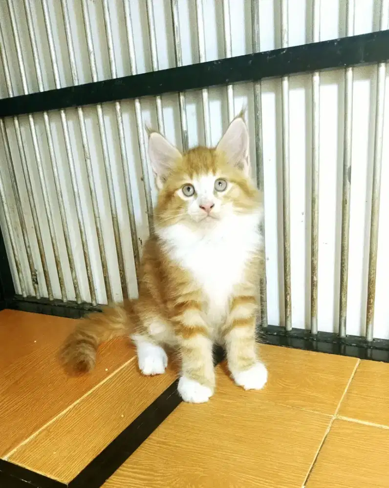 Kitten MaineCoon Betina Pure No mix. Induk CFA Show Quality
