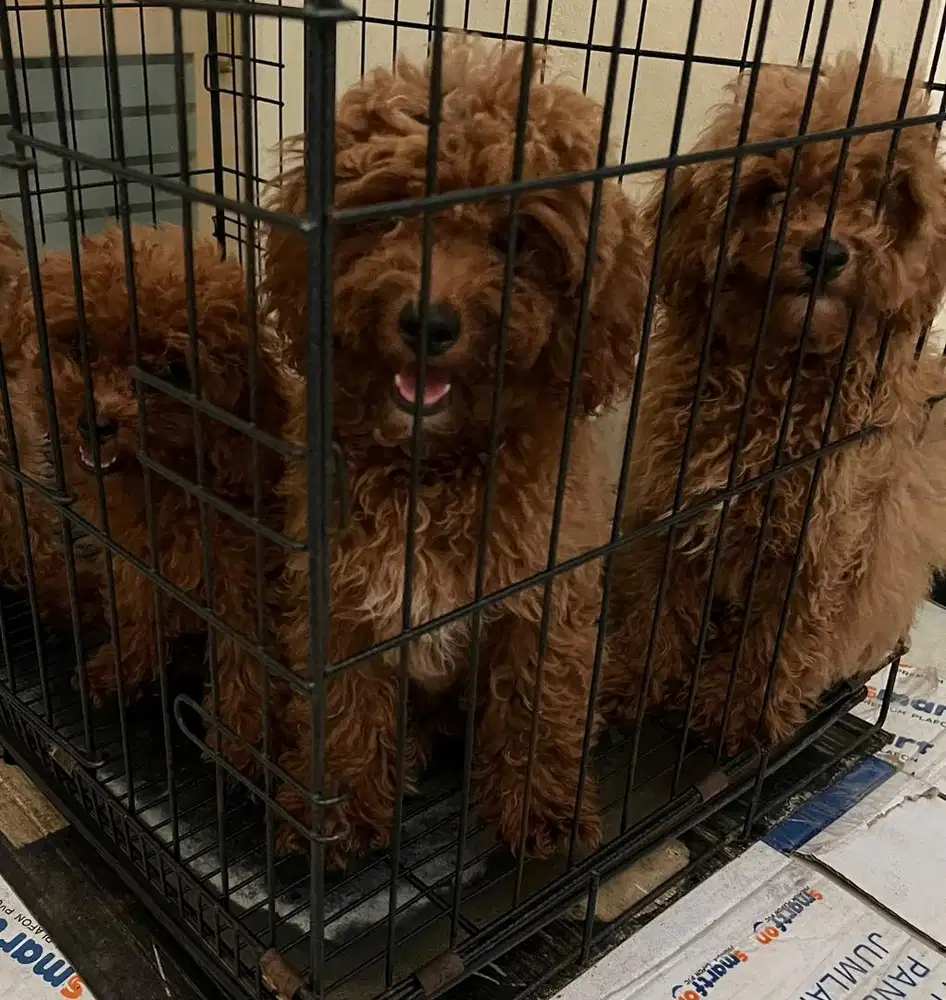 Poodle puppy lucu bagus