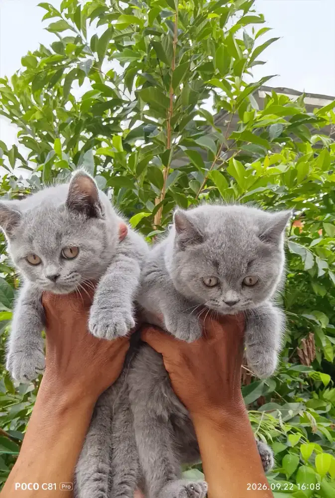 Lepas adop BSH betina