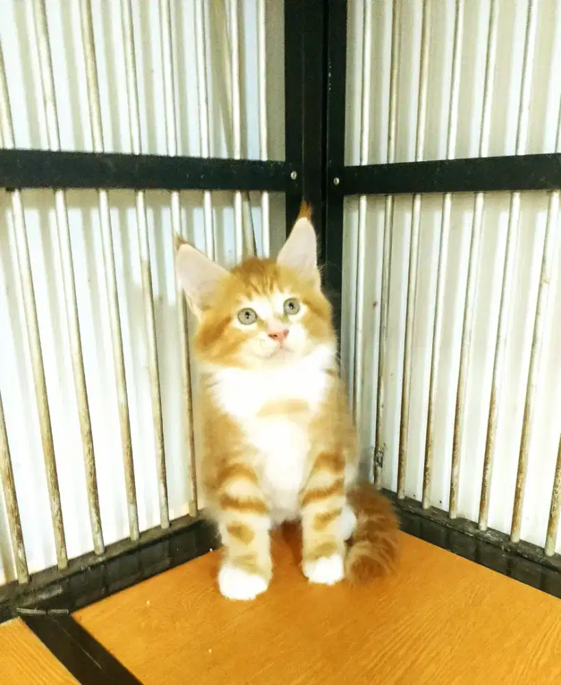 Kitren MaineCoon Jantan Pure No mix. induk Cfa Show Quality.