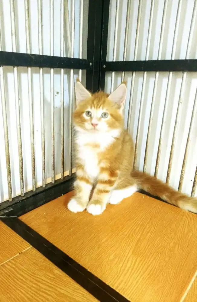 Kitten MaineCoon Jantan Pure No mix. Induk Cfa Show Quality