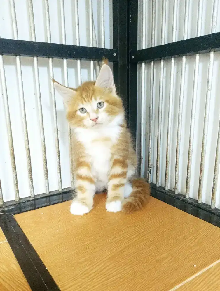 Kitten MaineCoon Jantan Pure No mix. Induk ped Cfa Maine Coon