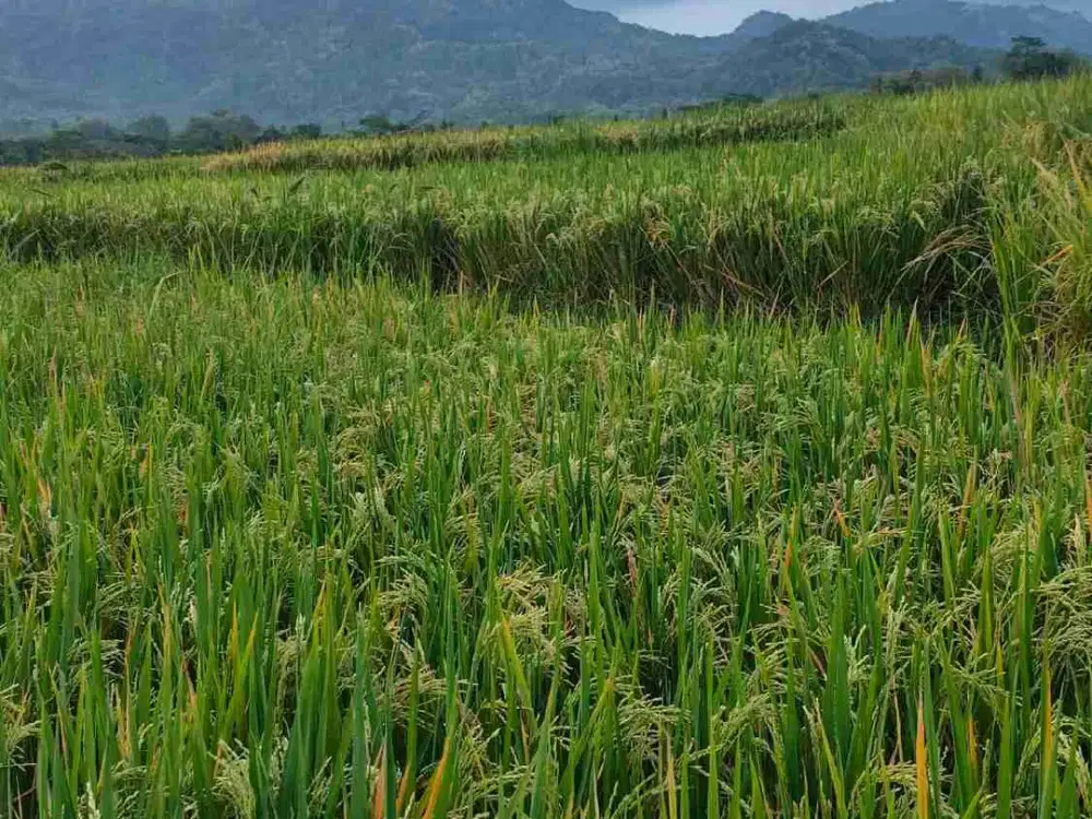 Sawah Murah Di Nanggulan kulon Progo