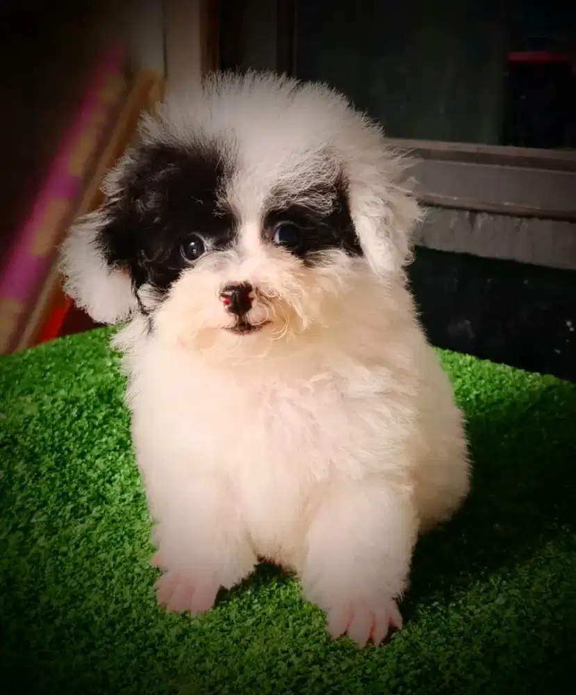 Anakan Poodle Tea Cup Super Kecil