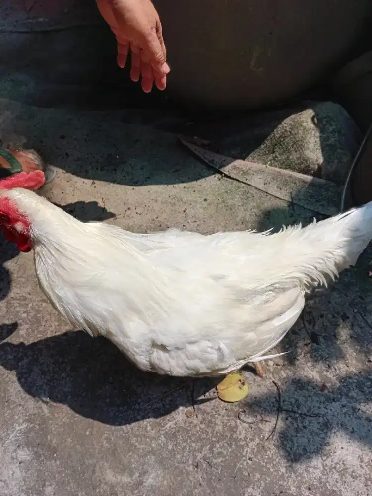 Ayam jago full putih