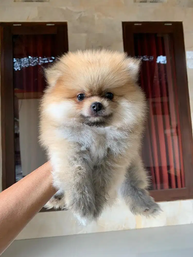 DIJUAL ANAK ANJING POMERANIAN
