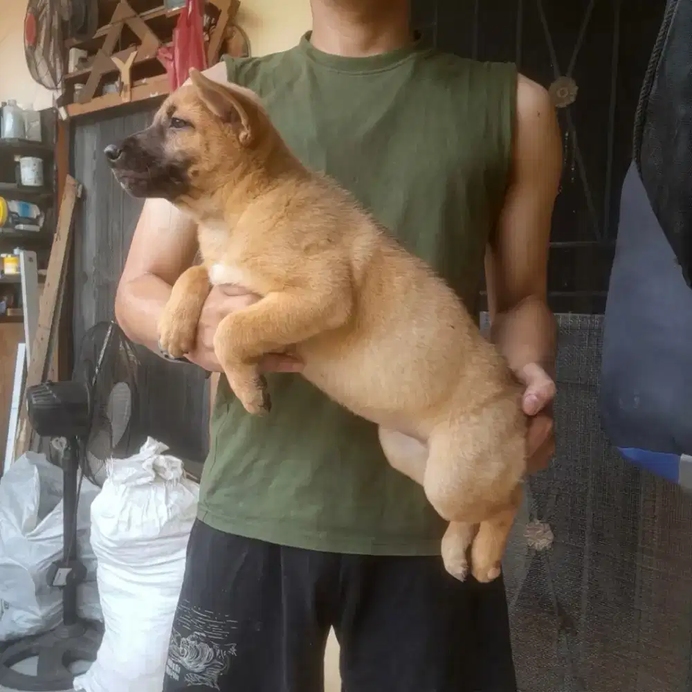 Anak anjing Ras Besar