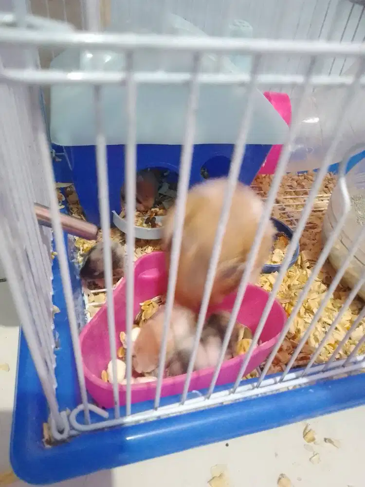 Hewan Hamster Gratis