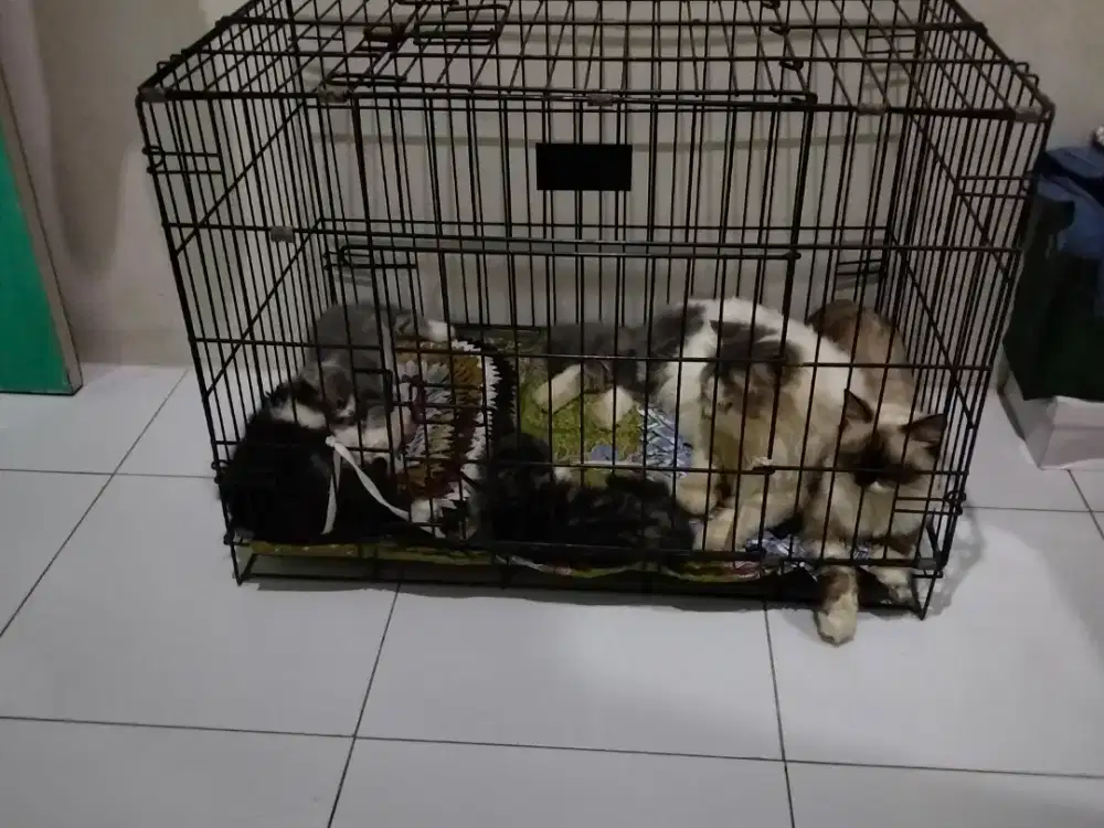 Mencari pekerjaan petshop