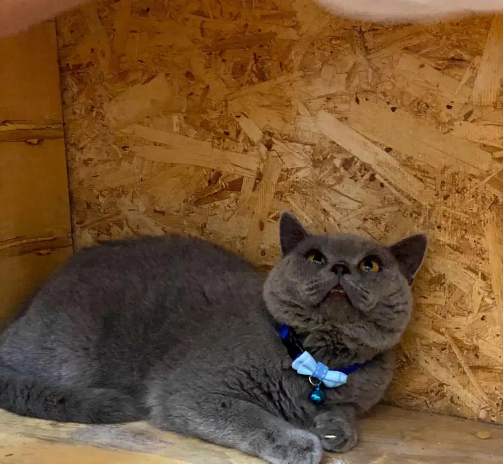 BSH Ped WCF Microchip