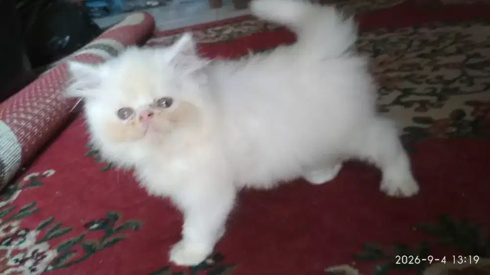 Anak Kucing Kitten Persia Flatnose Solid Putih Jantan