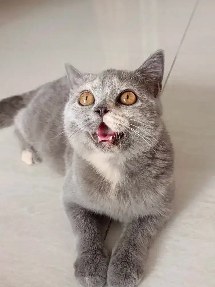 BSH British Short Hair Blue Tortie Betina Kitten