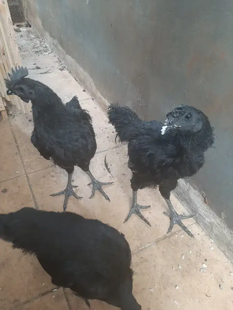 Ayam cemani lidah abu