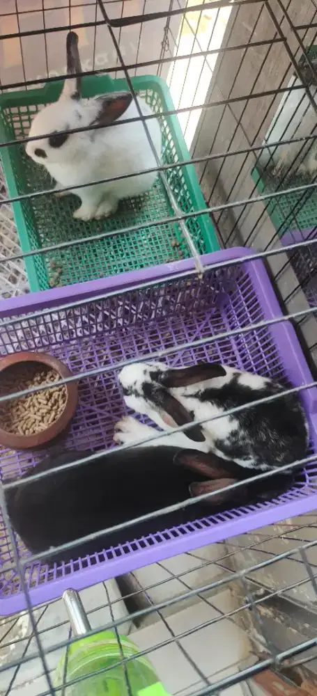 Sampihan kelinci rex bulu karpet