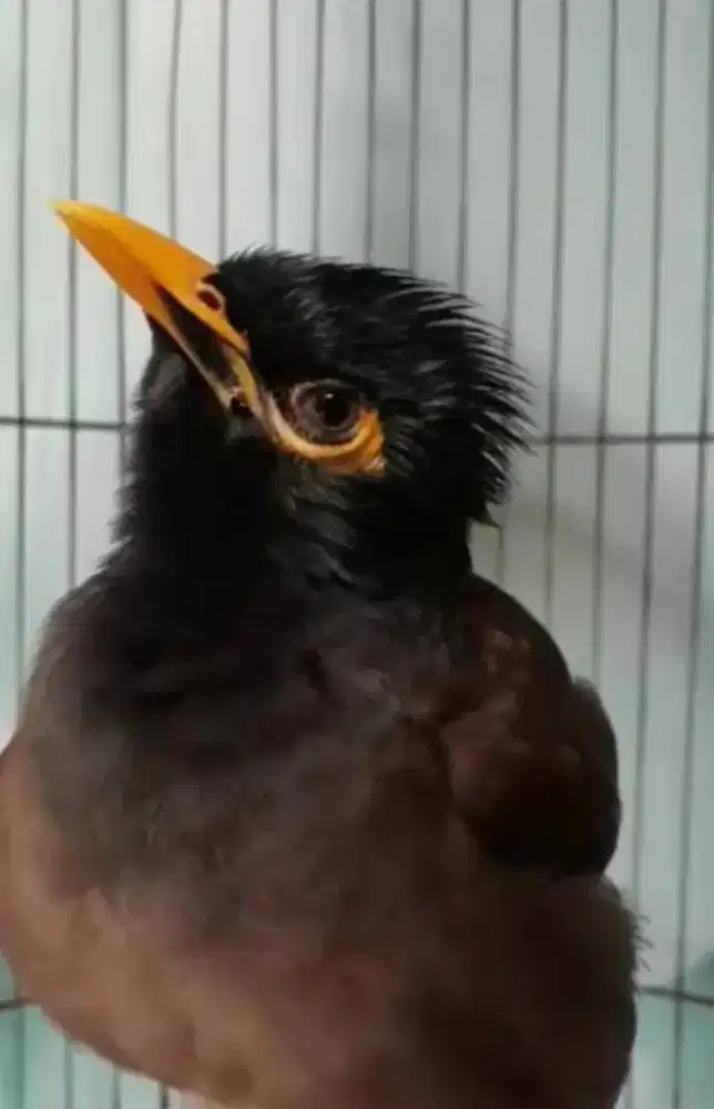 burung jalak coklat alis kuning