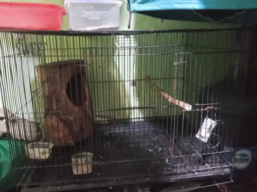 Kandang ternak Lovebird
