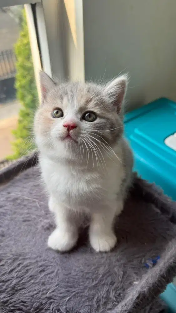 Kitten BSH dilute calico
