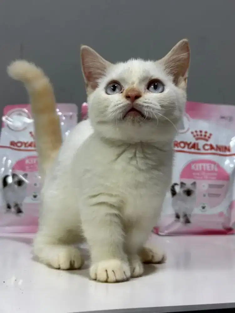Red point Munchkin