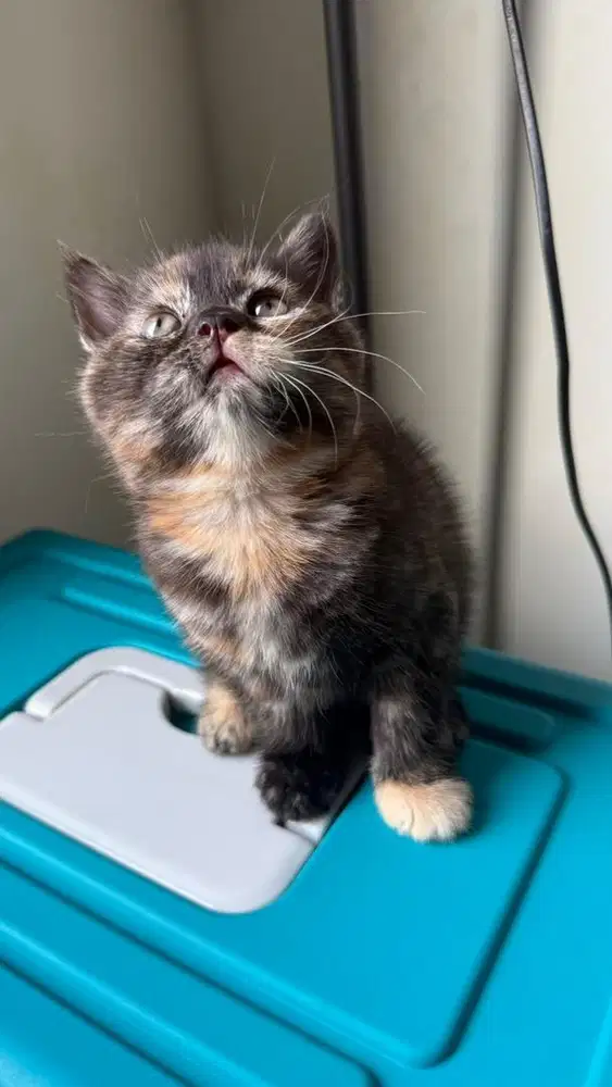 Kitten bsh tortie