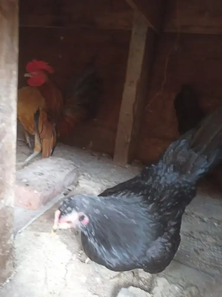 Jual ayam serama selam 1 pake 3 ekor