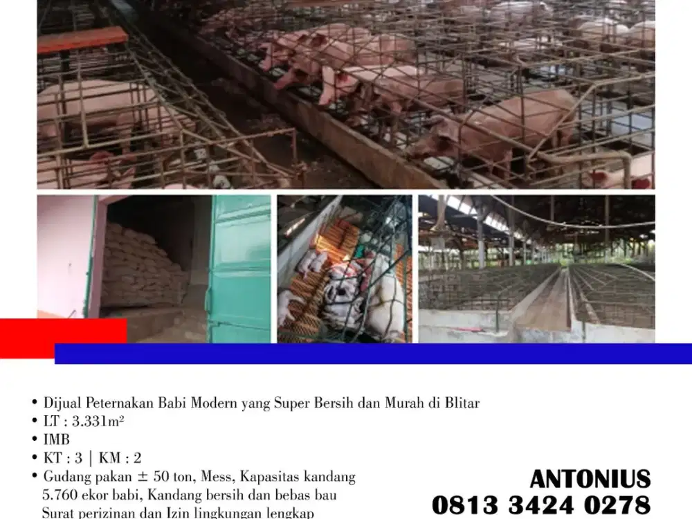 Dijual Peternakan Babi Modern yang Super Bersih dan Murah di Blitar