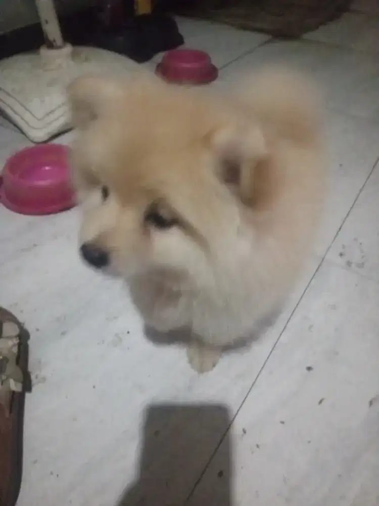 Super minipom male warna cream umur 2,5 BLN obat cacing d vit rutin