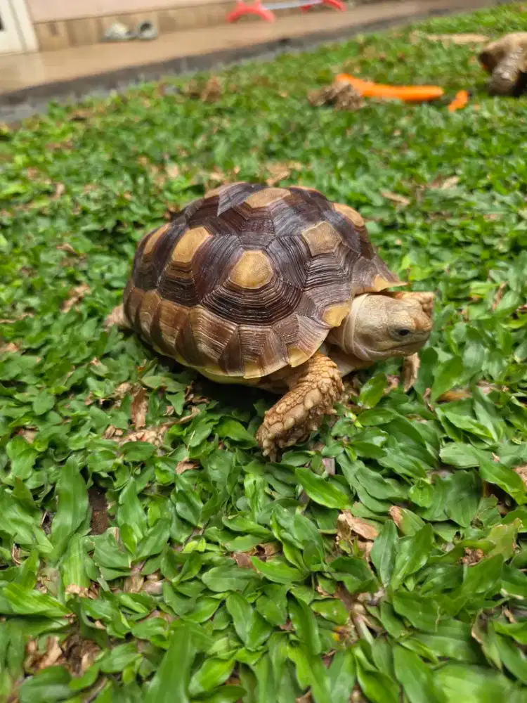 Sulcata Kura-Kura Darat 15 Cm Sehat Lincah