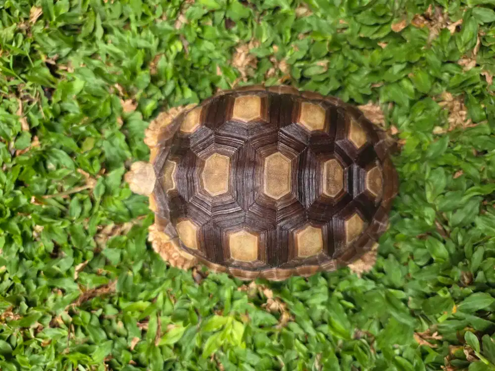 Sulcata Kura-Kura Darat 15 Cm Sehat Lincah